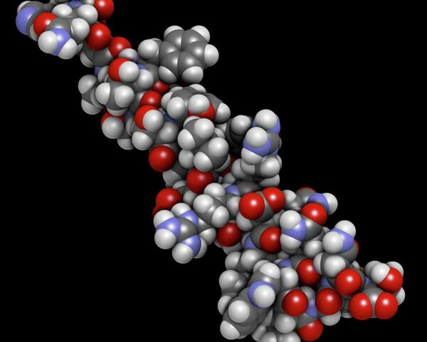 1-glucagon-hormone-molecule-molekuulscience-photo-library
