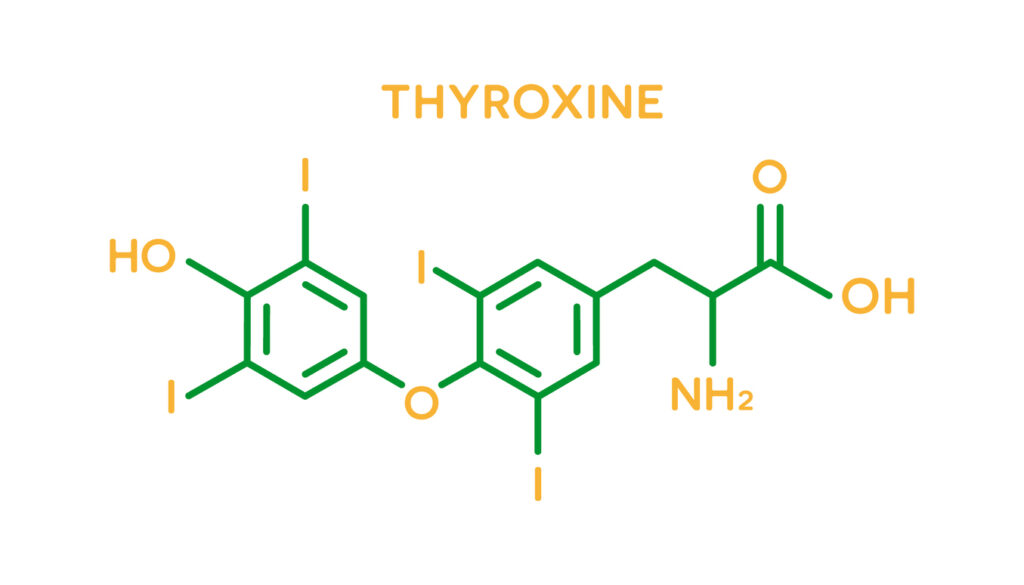 H T4 είναι κύρια ορμόνη η οποία παράγεται στον θυρεοειδή αδένα. Αφού απελευθερωθεί από τον θυρεοειδή αδένα, το μεγαλύτερο ποσοστό της Τ4 δεσμεύεται με πρωτεΐνες.