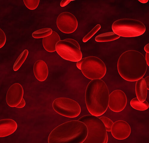 Close up shot of Red Blood Cells