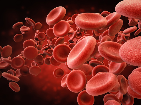 Red blood cells or erythrocytes carry oxygen from the lungs to the rest of the organs in the human body.